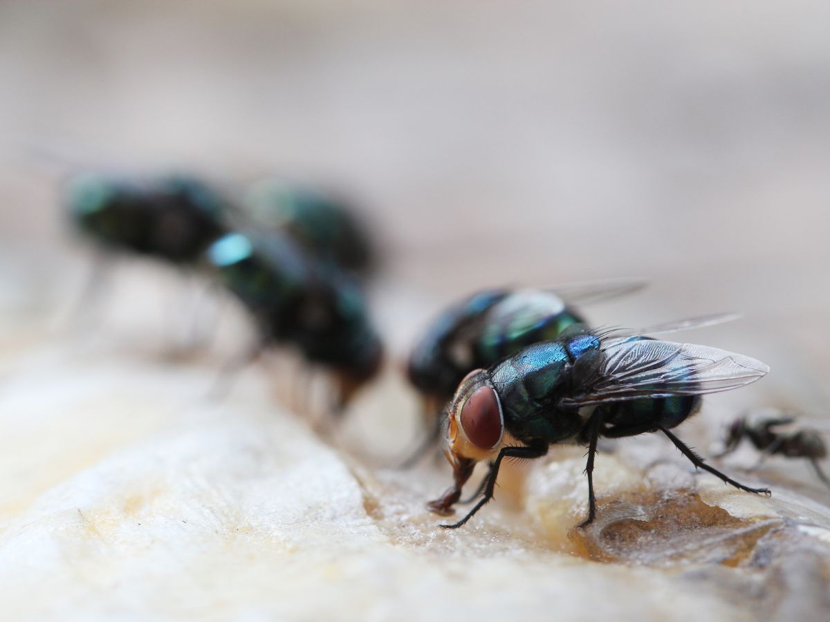 Bunch of flies on a food close-up.