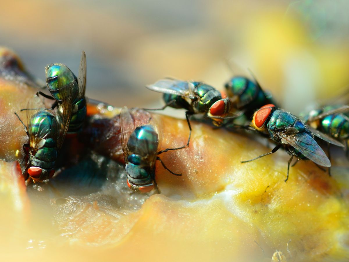Bunch of flies on food close-up.