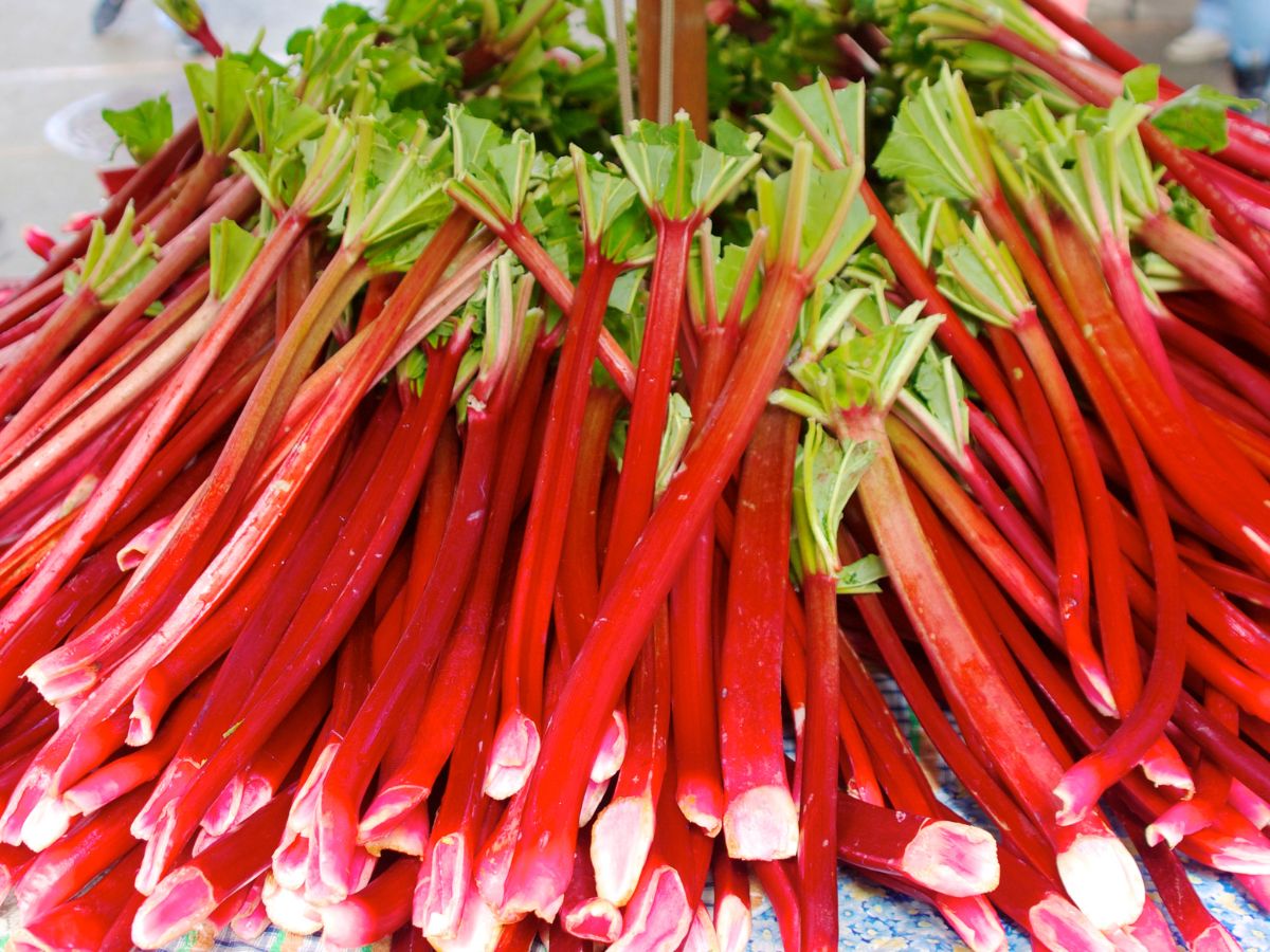 Bunch of fresh organic rhubarb.