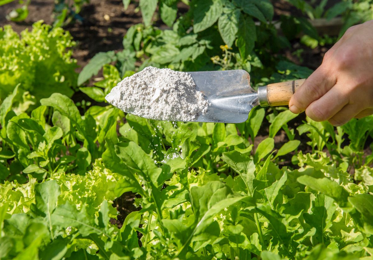 Hand holding a gardening shovel with diatomaceous earth over plants.