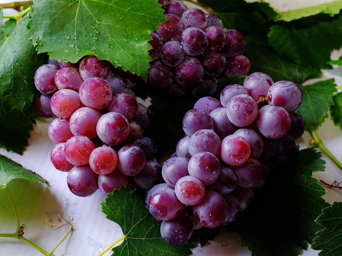Purple ripe grapes with leaves close-up.
