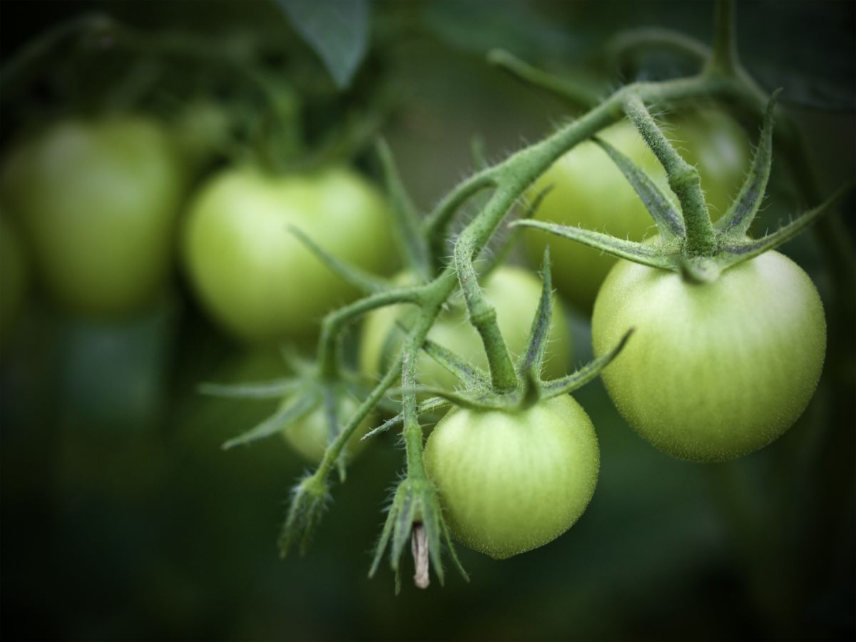 Green tomatoes on a plant.