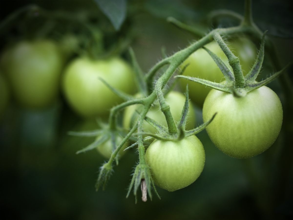 Green unripe tomatoes hanging on a plant.