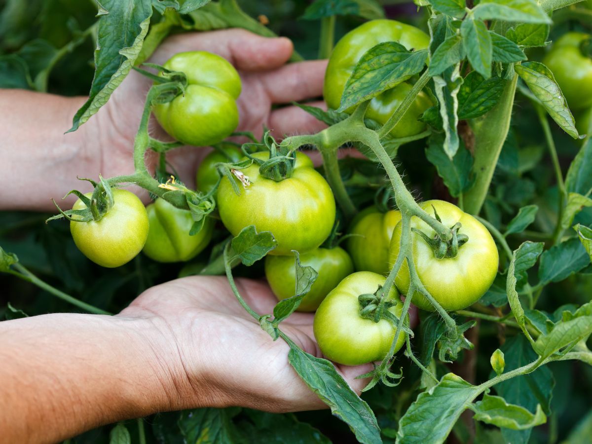 Farmer's hands holding unripe tomatoes.