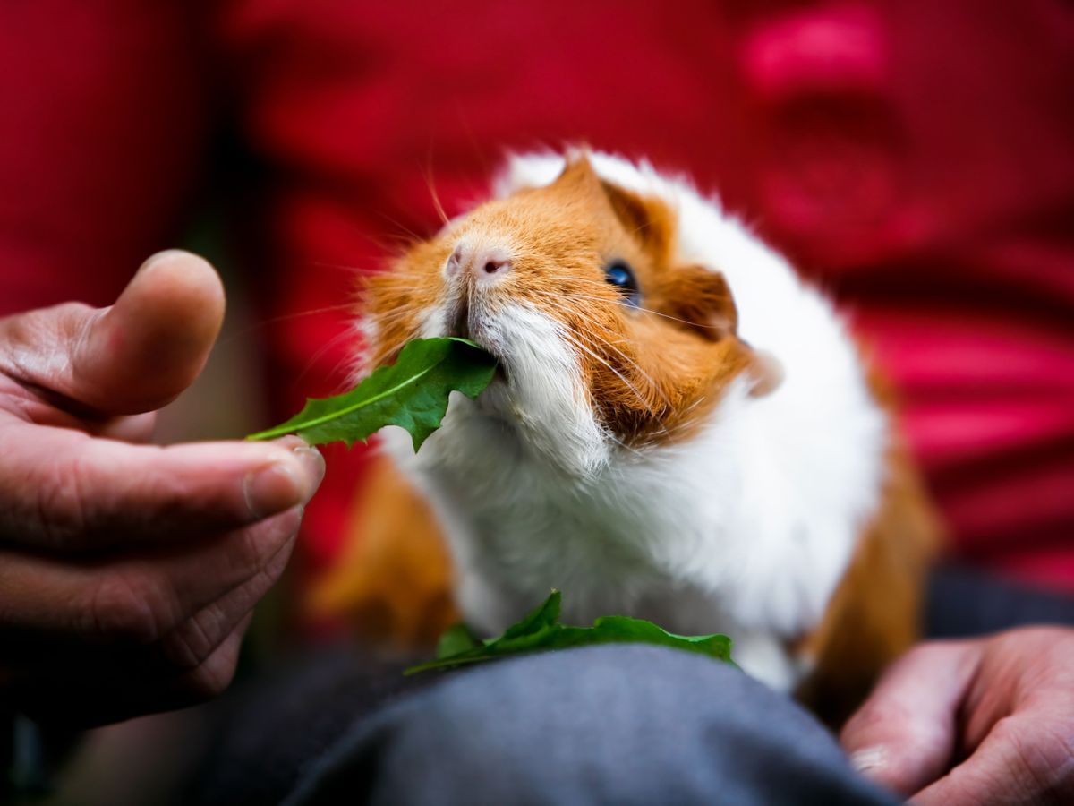 Man feeding white-brown guinea pig with a herb.