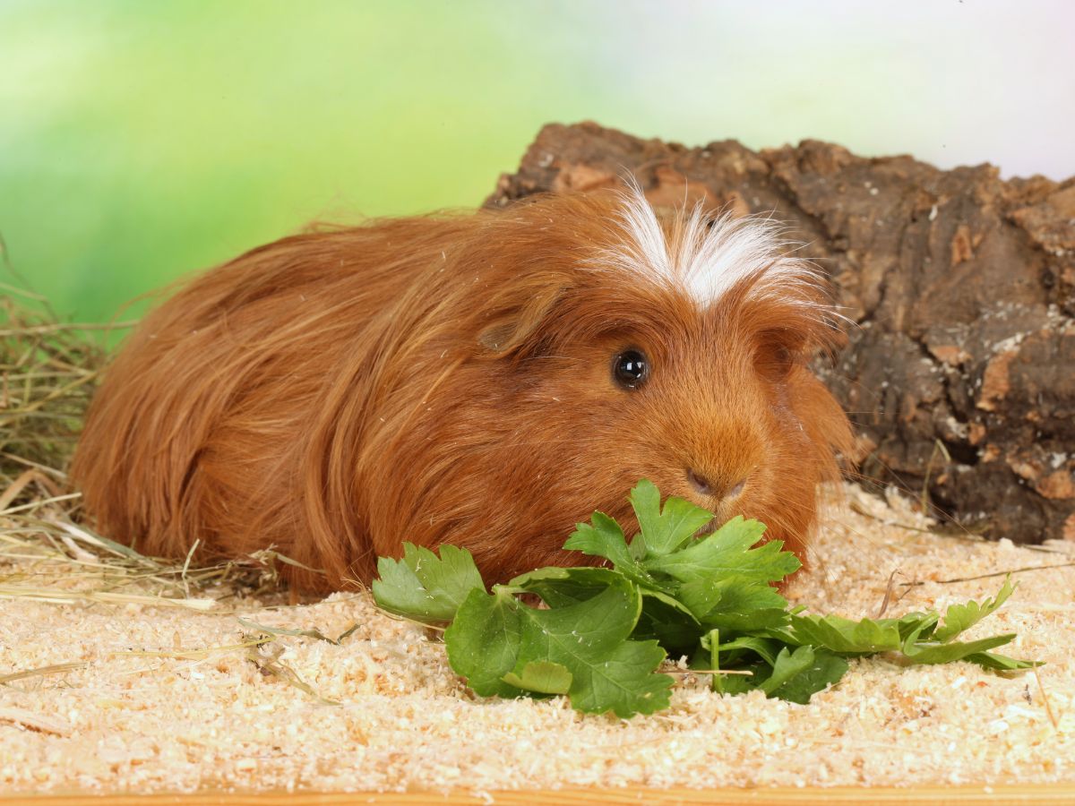 Brown hairy guinea pig eating a vegetable.