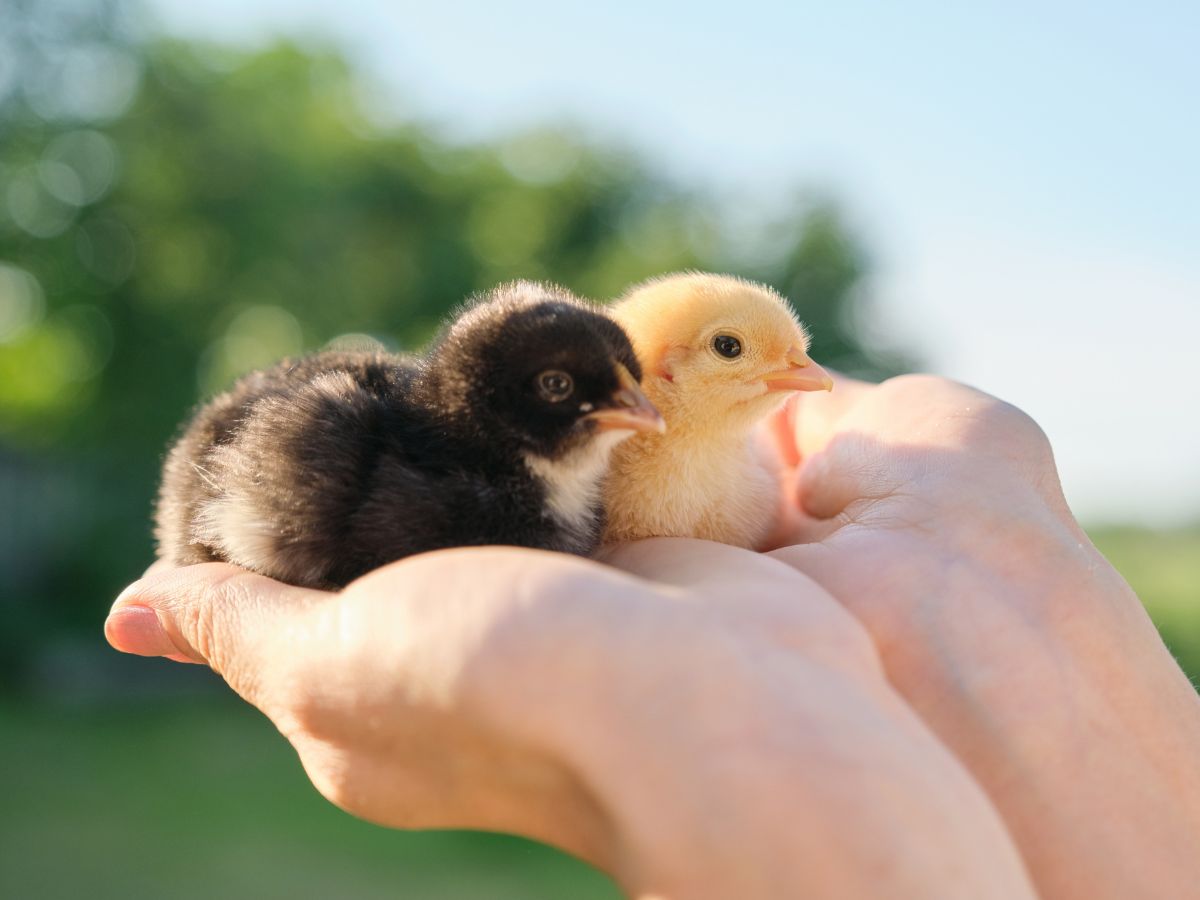 Farmer's hands holding two chicks.