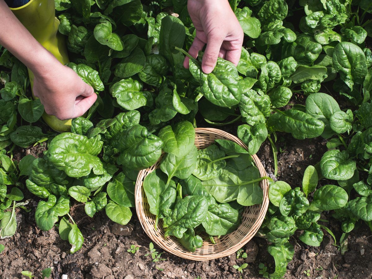 Hands are harvesting organic spinach in a basket.