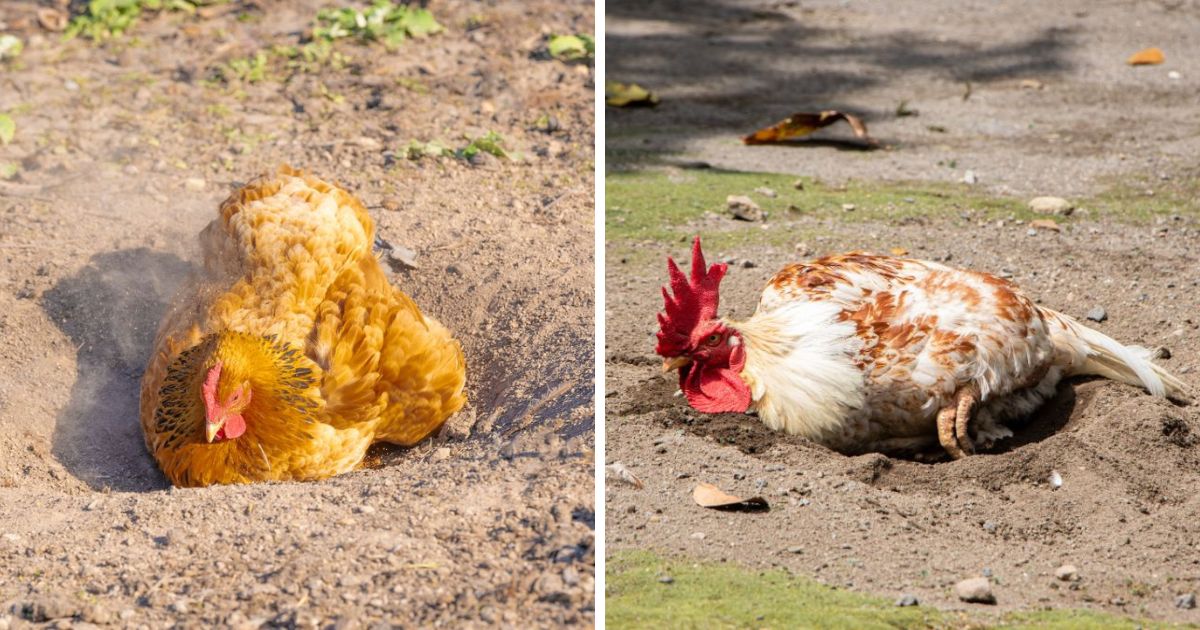 How Do Chickens Clean Themselves? Dust Baths Explained Chicken