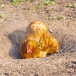 Brown chicken taking a dust bath,