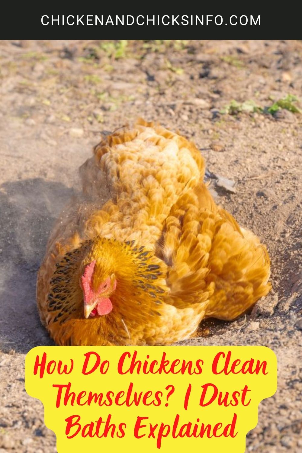 How Do Chickens Clean Themselves? | Dust Baths Explained poster.
