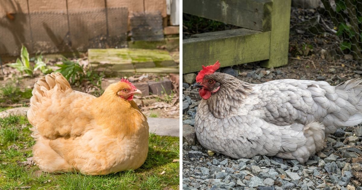 How Many Eggs Can a Broody Hen Sit On? Chicken & Chicks Info