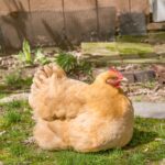 A brown chicken lying on green grass.