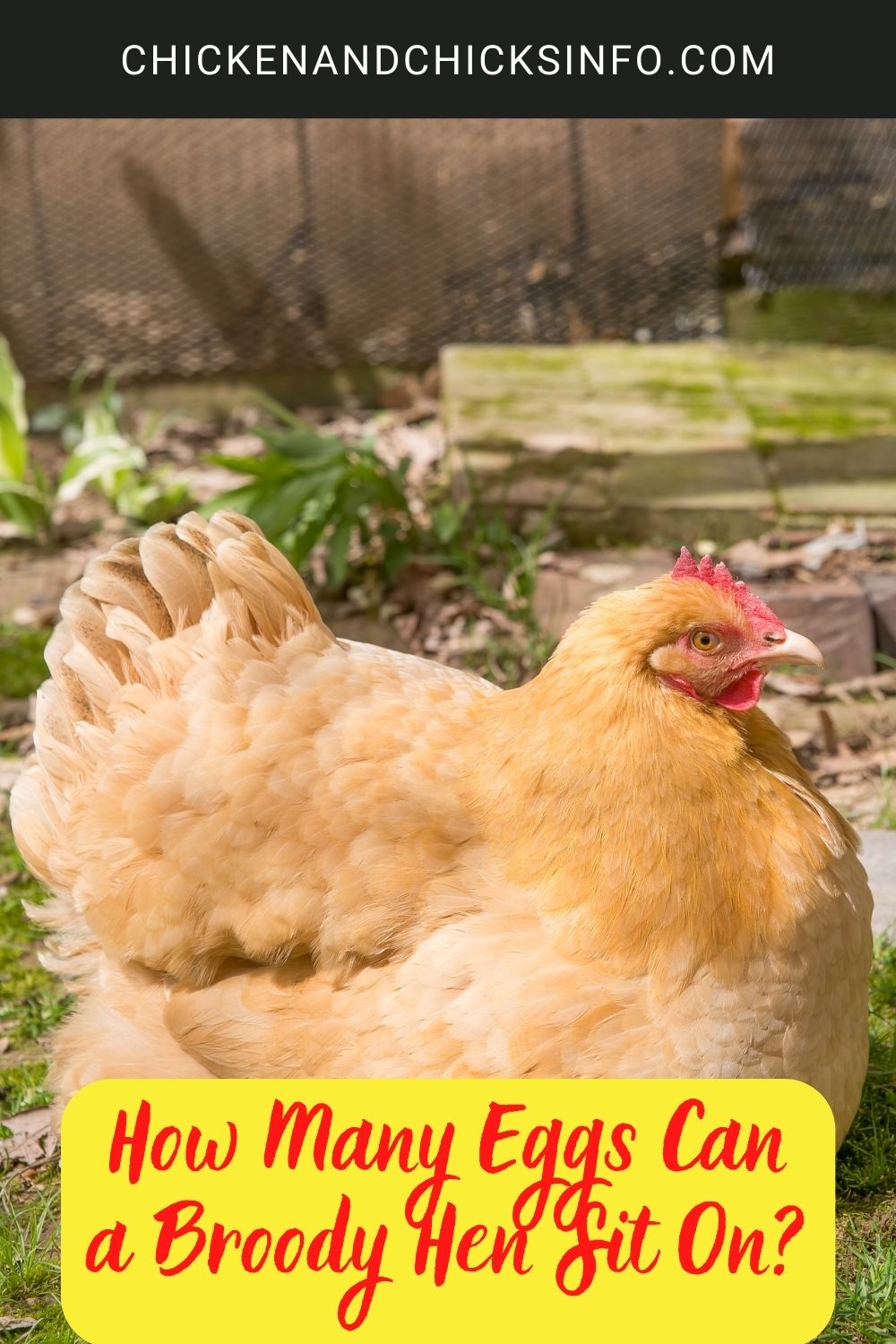 How Many Eggs Can a Broody Hen Sit On? poster.
