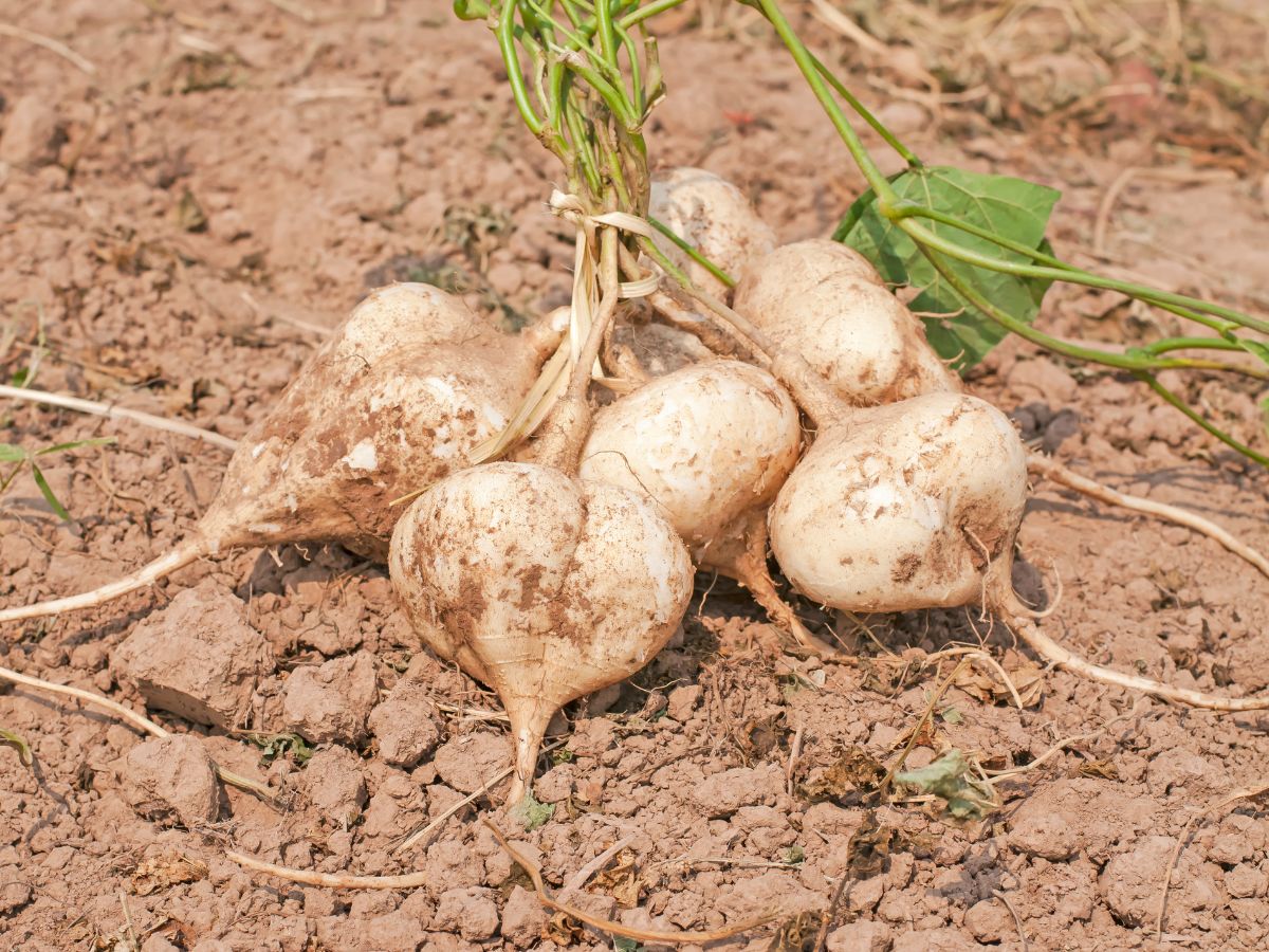 Bunch of raw organic jicamas on a field.
