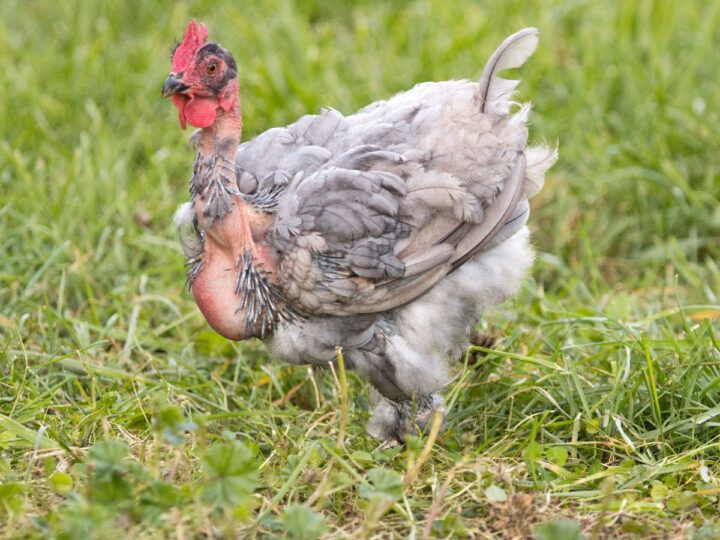 5 High Protein Foods for Molting Chickens + Tips & Info Chicken