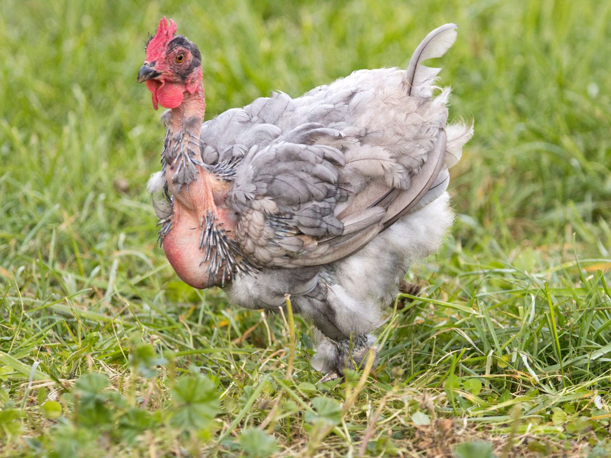 Molting chicken walking on a green meadow.