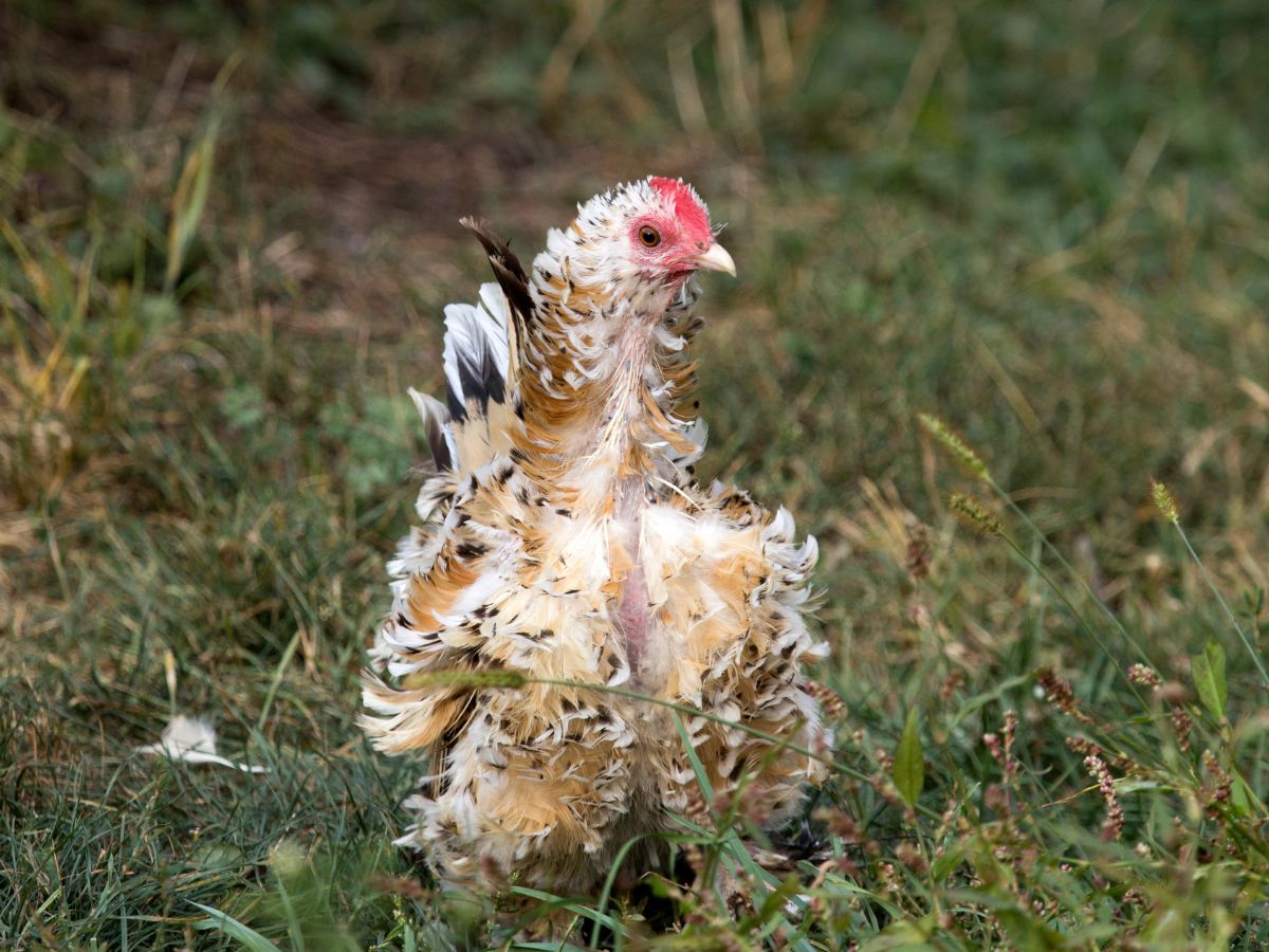 Molting chicken walking on a meadow.