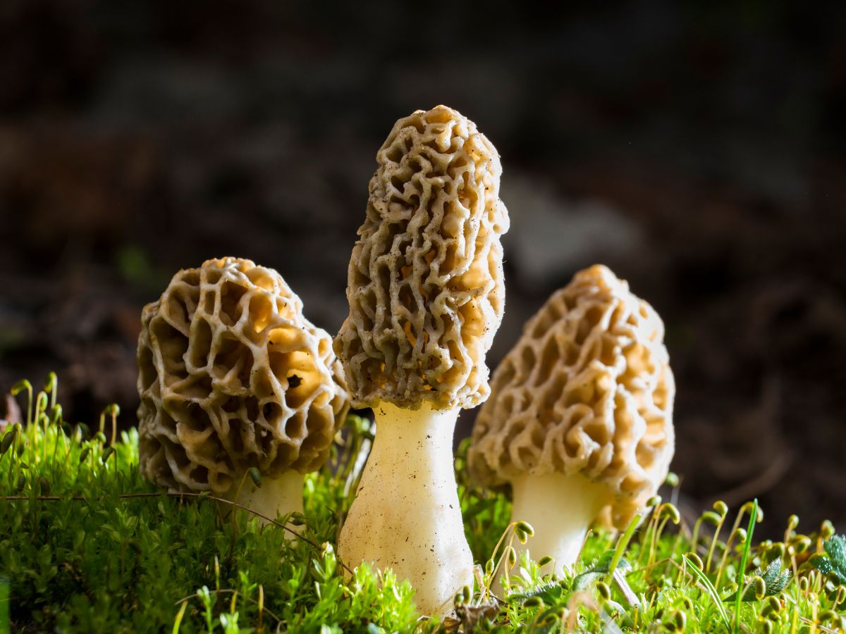 Three morel mushrooms on a meadow.