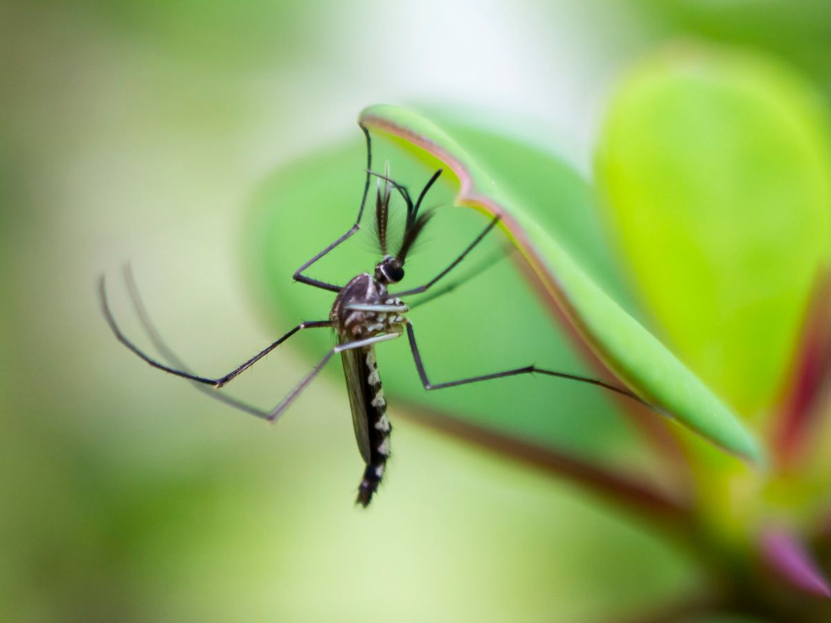 Mosquito on a green leaf close-up.
