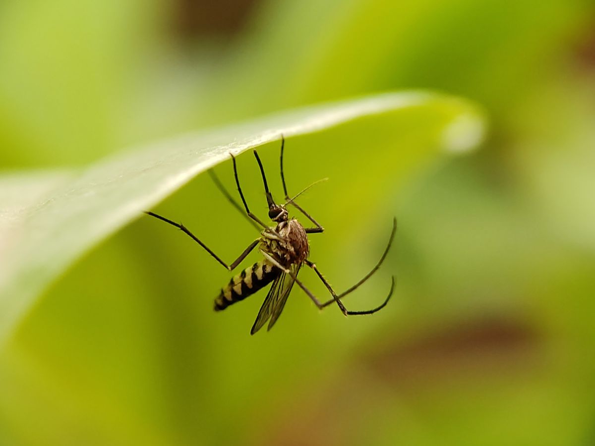 Mosquito on a green leaf close-up.
