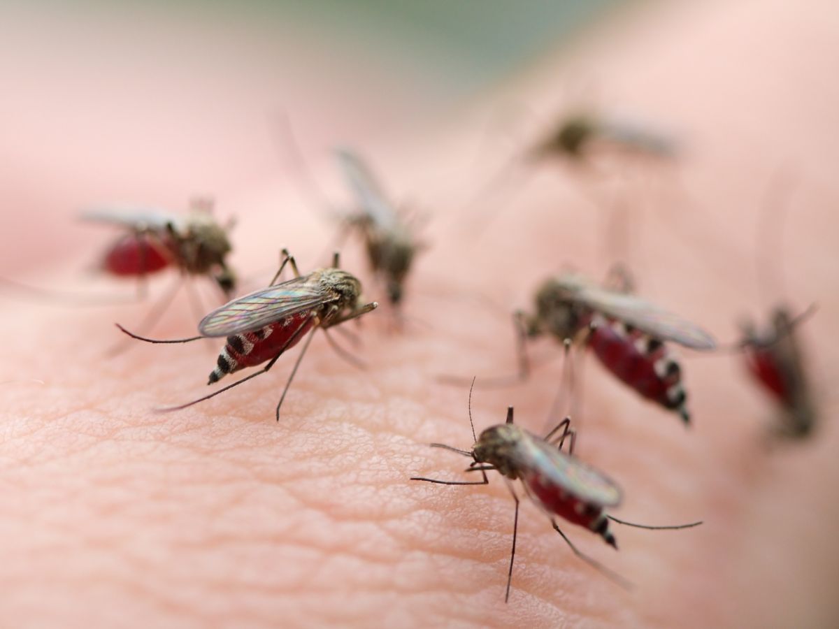 Bunch of Mosquitoes on a human hand.