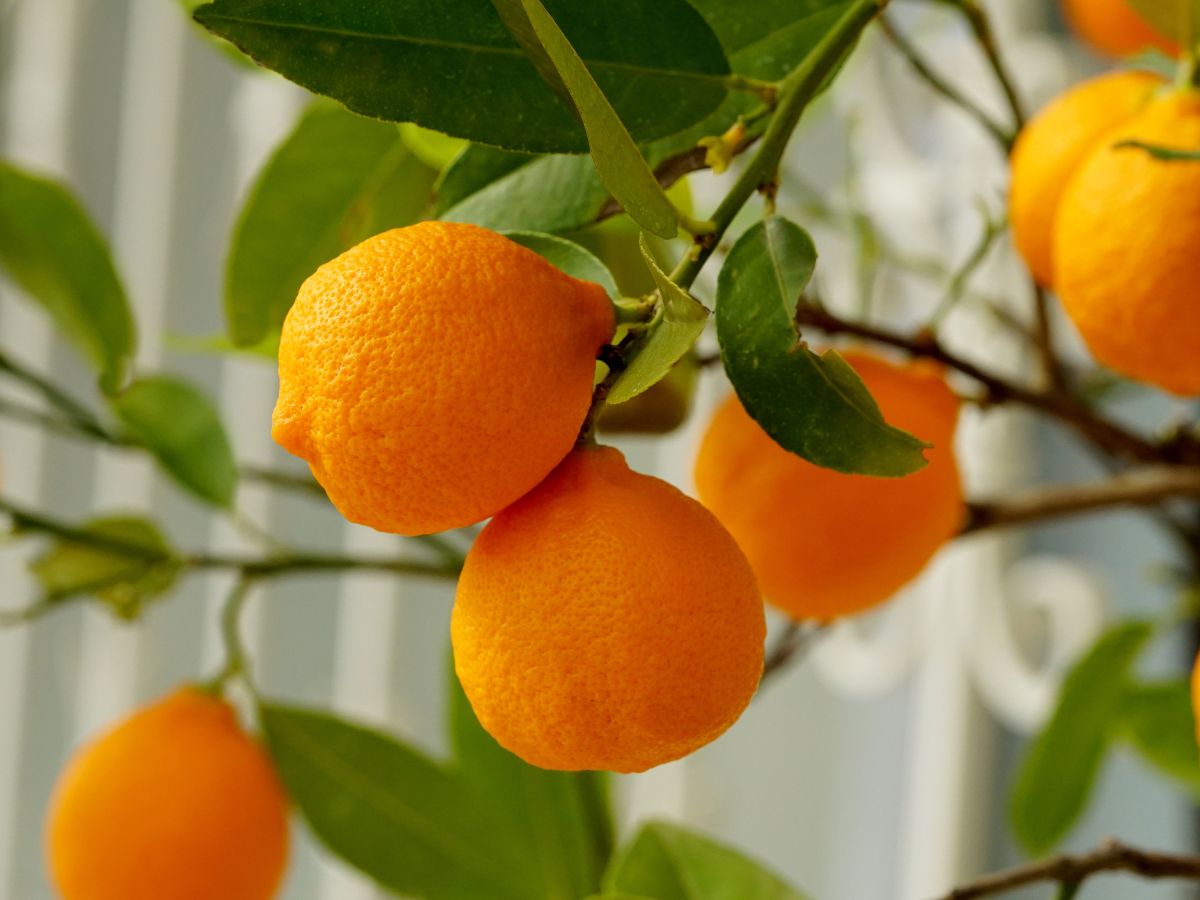 Ripe organic oranges on a tree.