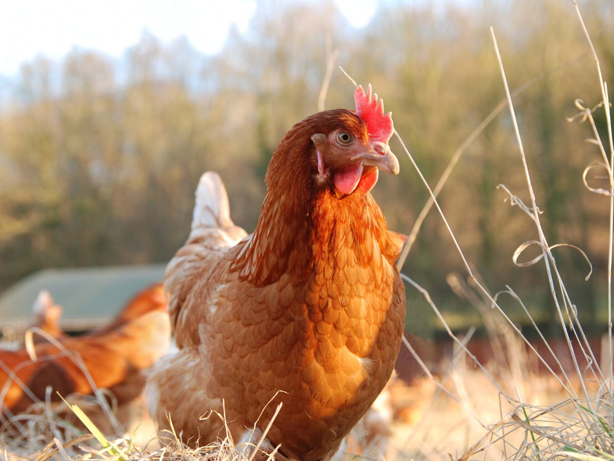 Brown organic-fed chicken on pasture.