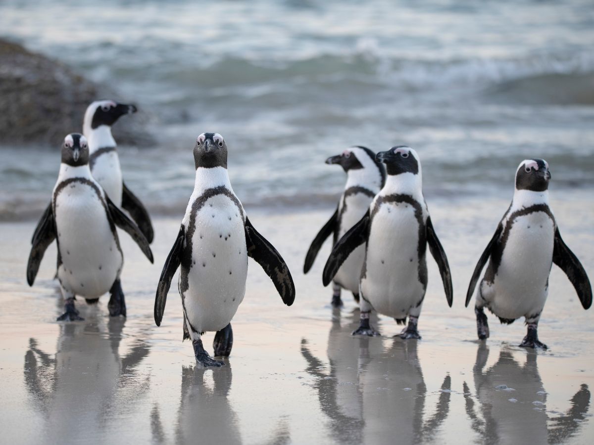 A flock of penguins on a beach.