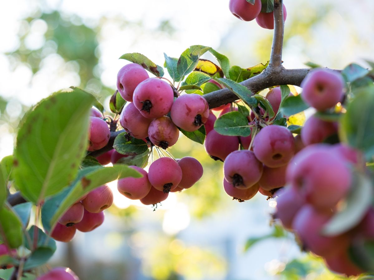 Purple ripe crab apples on a tree.