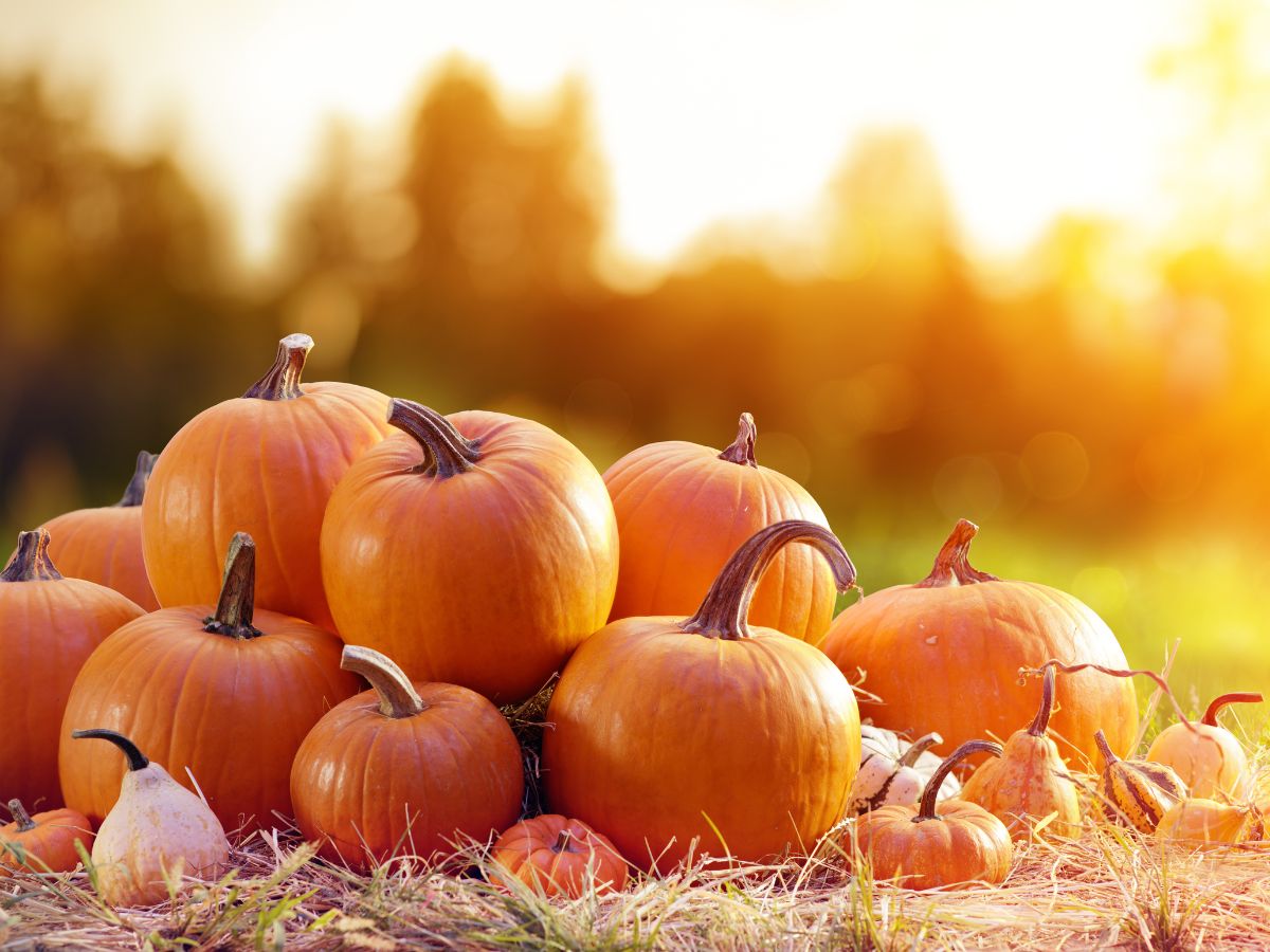 Pile of beautiful ripe pumpkins on a sunny day.