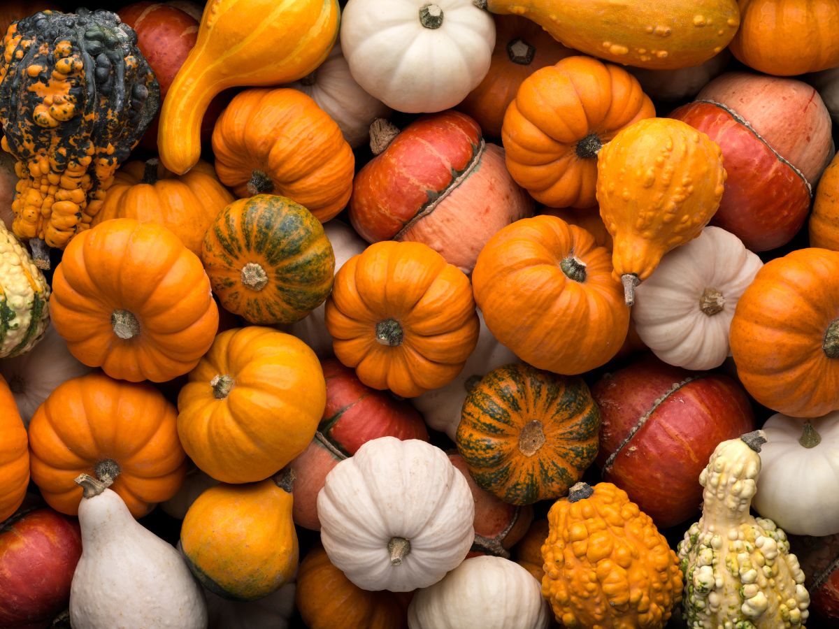 Bunch of different types of pumpkins.