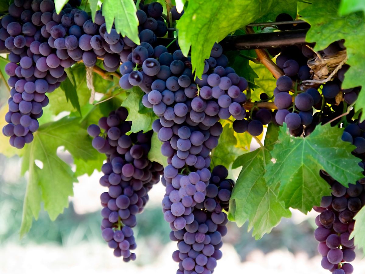 Ripe purple grapes hanging on branches.
