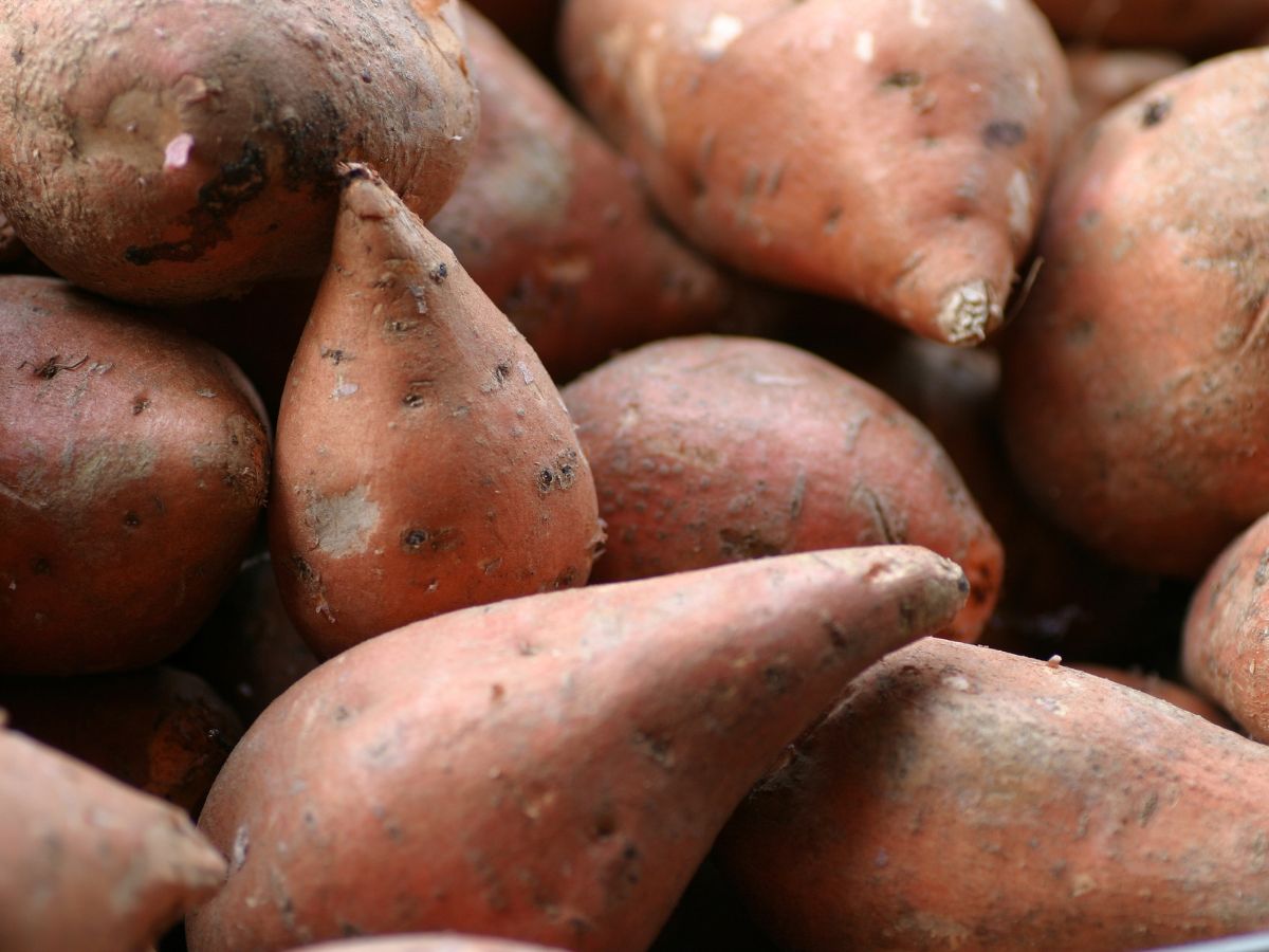 Bunch of organic raw yams.