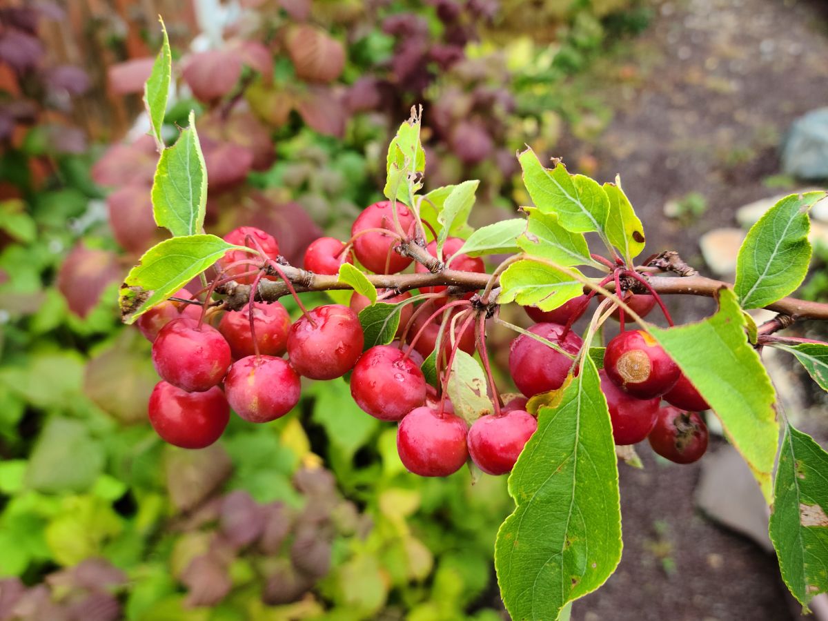 Red ripe crab apples on a tree branch.