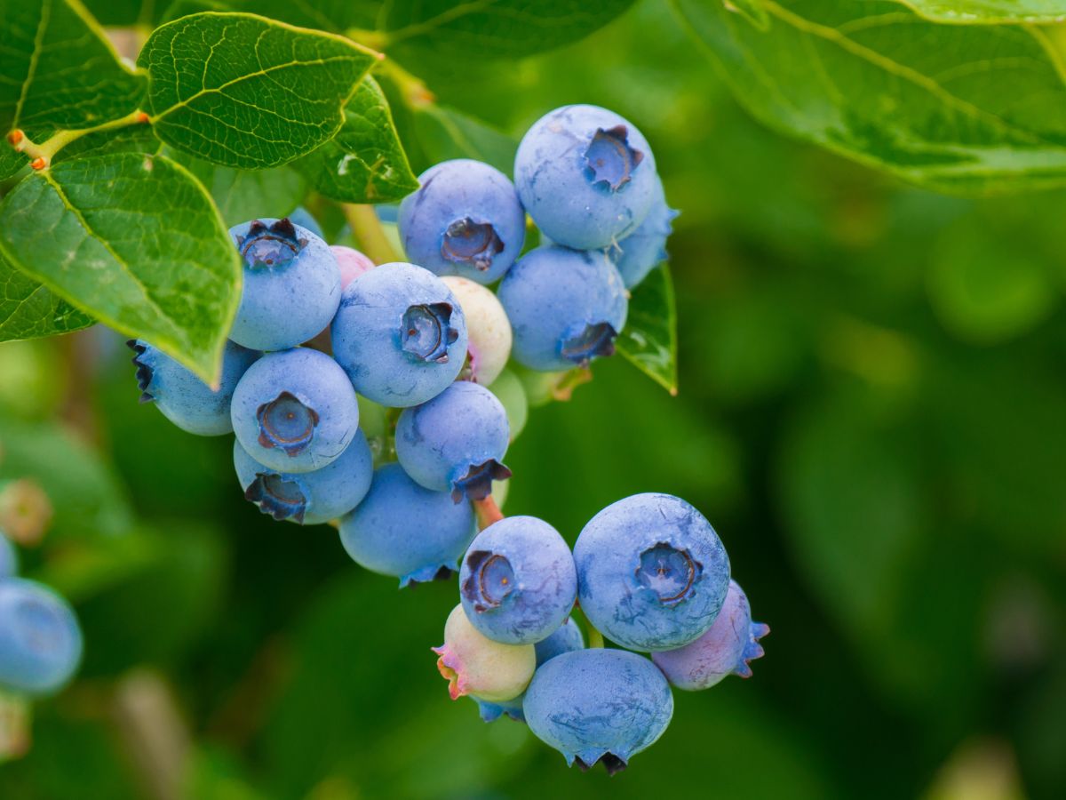 Ripe organic blueberries hanging on a branch.