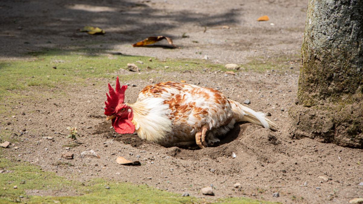 White-brown rooster taking a dust bath.
