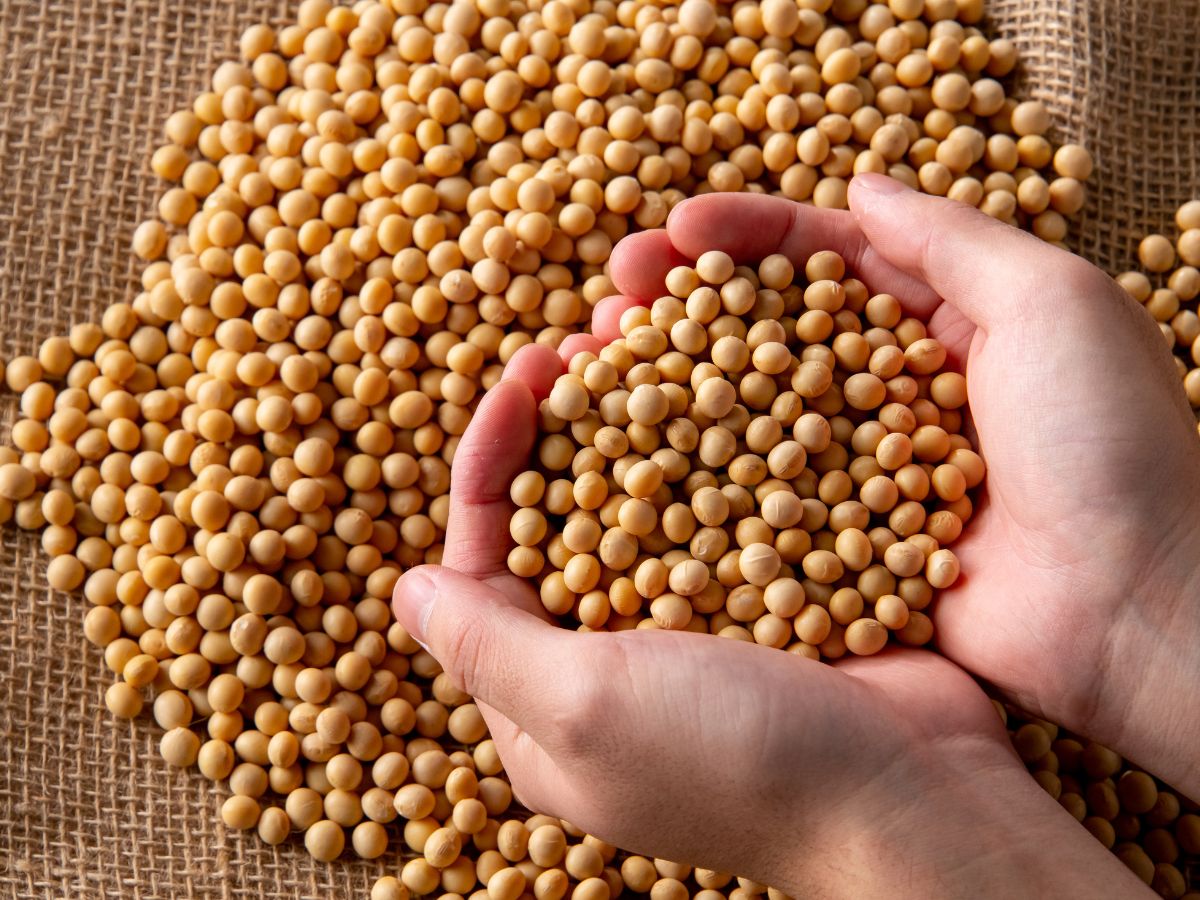 Hands holding soy beans over a pile of soy beans.