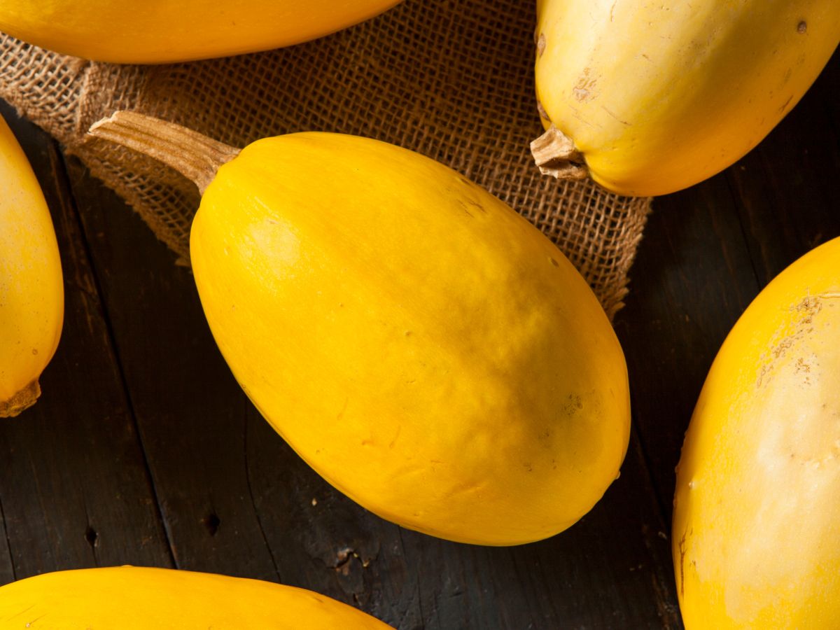 Bunch of ripe organic spaghetti squashes.