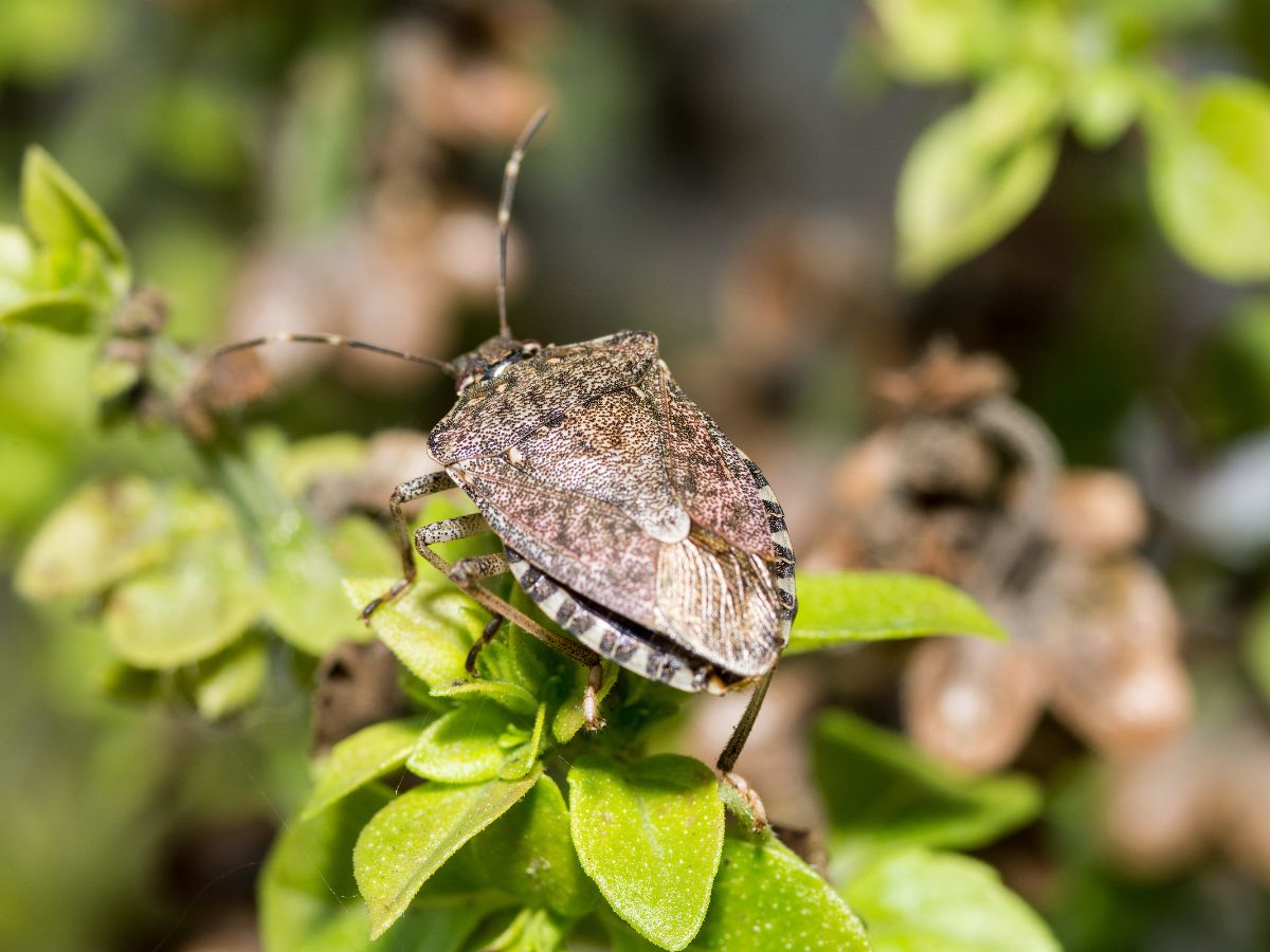 Brown stink bug on leaves.