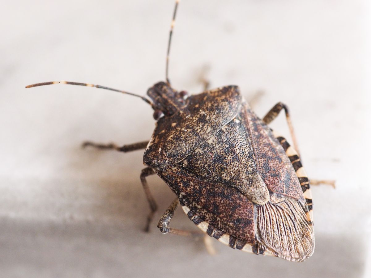 Stink bug close-up.
