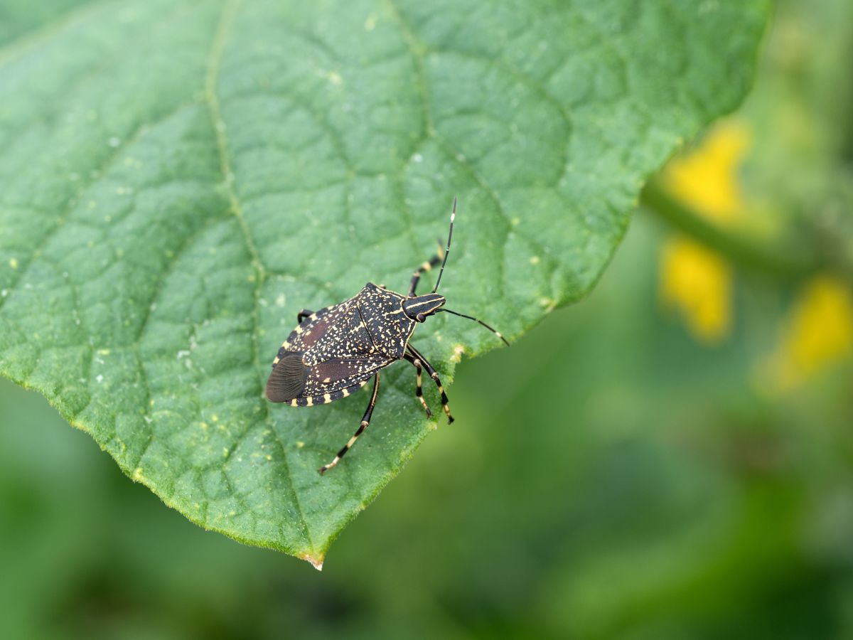 Stink bug on a green leaf.