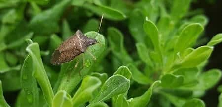 Are stink bugs harmful to chickens