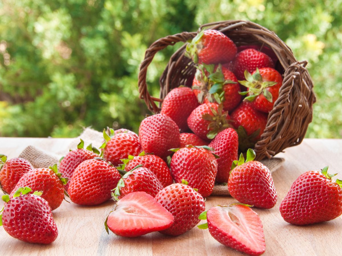 Ripe juicy-looking strawberries spilled from a basket on a table.