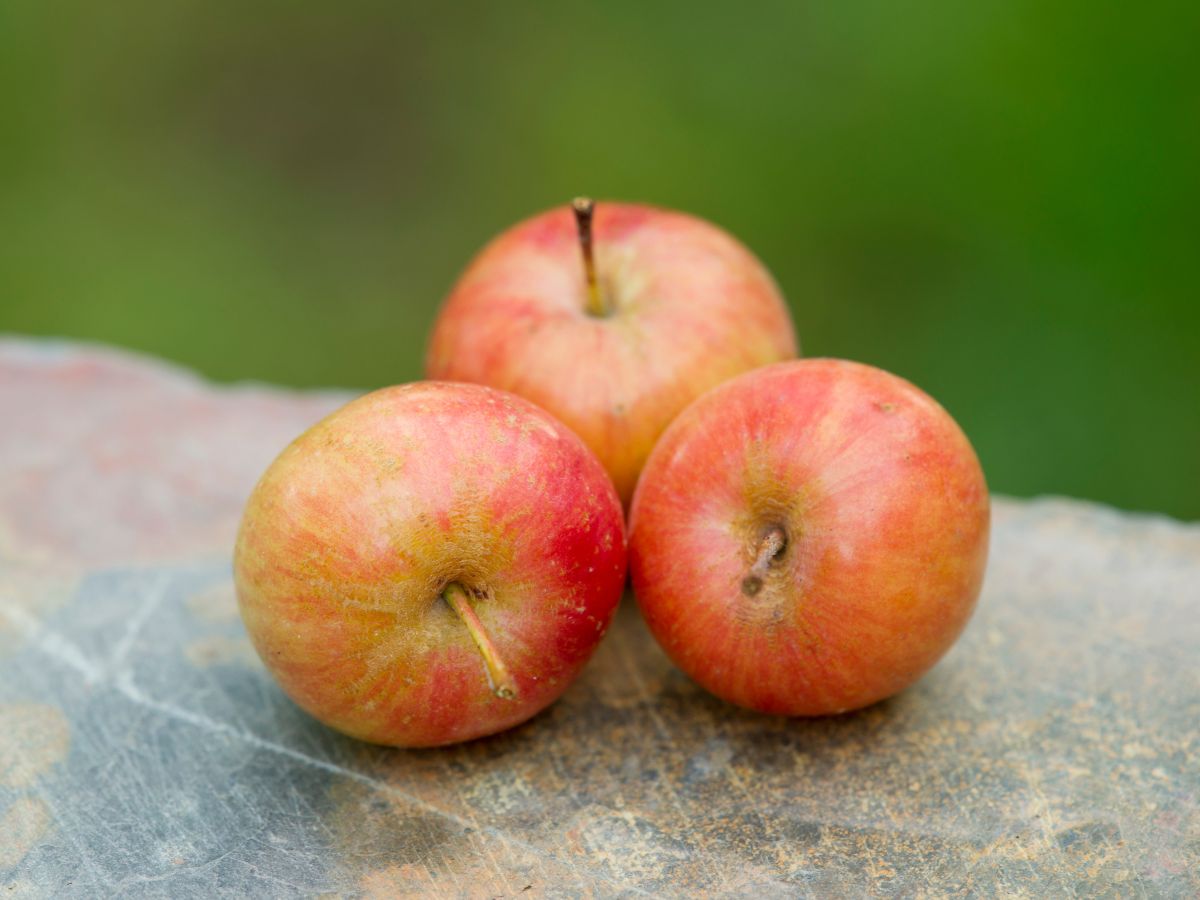 Three ripe crab apples close-up.
