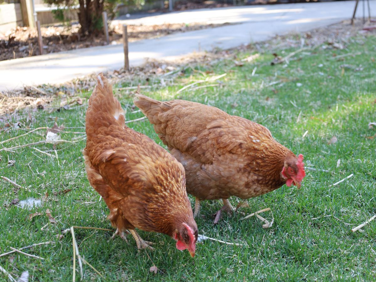 Two brown chickens looking for food on the pasture.
