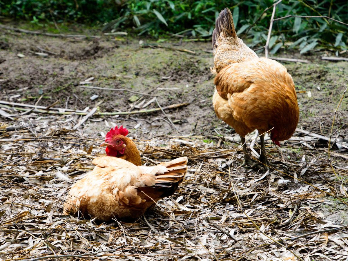 Two organic-fed chickens in a backyard.