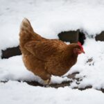 Brown chicken walking on snow-covered ground.
