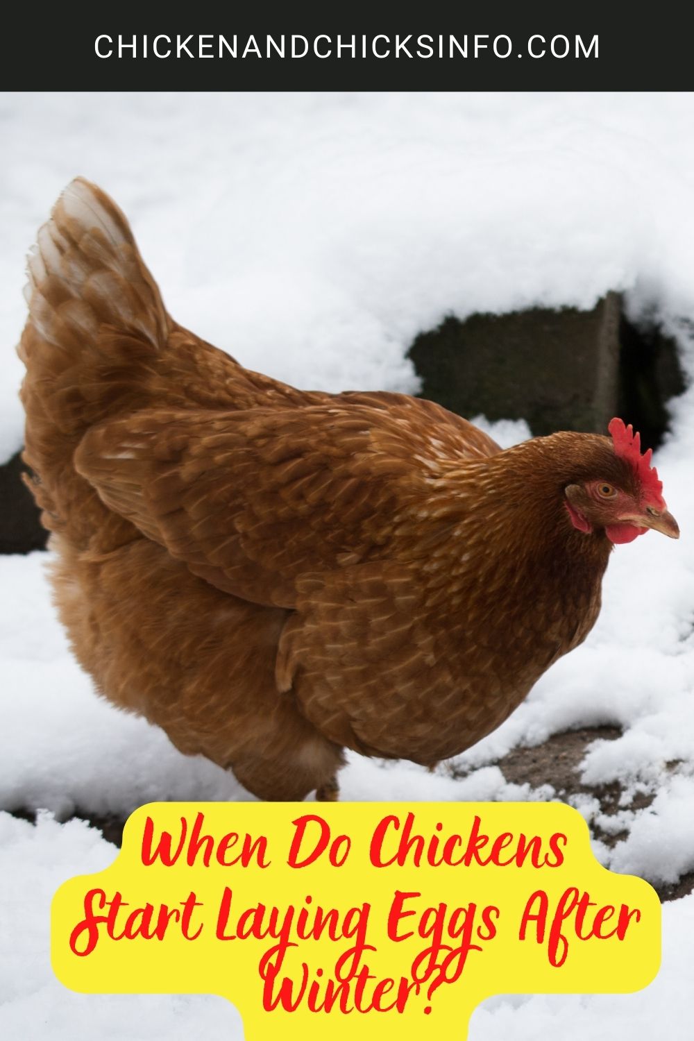 When Do Chickens Start Laying Eggs After Winter? poster.
