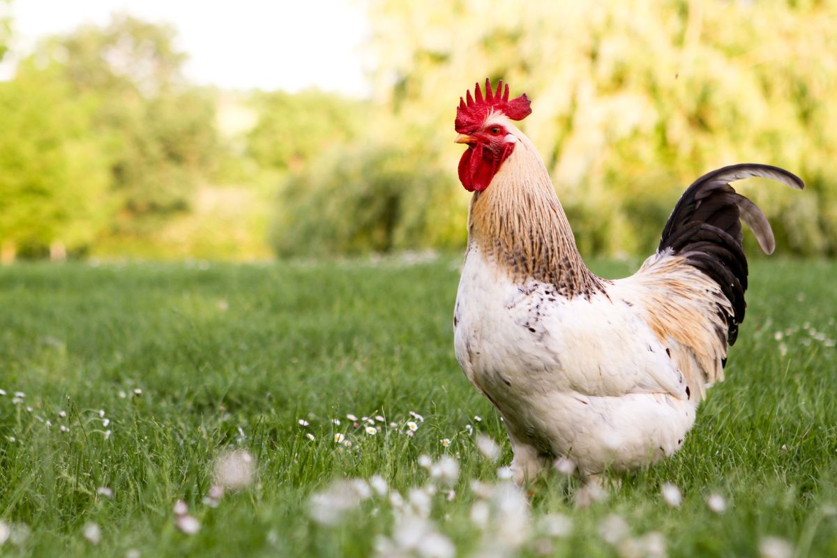 A beautiful rooster standing in a green meadow.